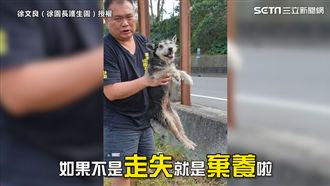 心酸！雪納瑞苦撐斷腿　害怕再被遺棄