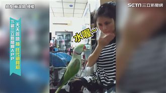 超強鸚鵡懂手語　暖陪聽障主人做訓練