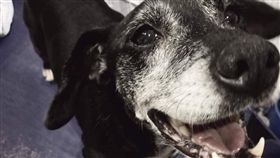 櫻花,新北市動保處,五股動物之家,小櫻花,腫瘤,獸醫師,志工