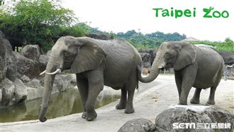 想當保育員？先通過兩頭母象「面試」