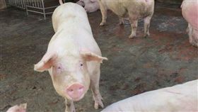 立法院4日初審通過動物傳染病防治條例部分條文修正草案，未來故意散播有關動物傳染病的謠言或不實訊息，可處新台幣5萬元以上100萬元以下罰鍰。（示意圖／中央社檔案照片）