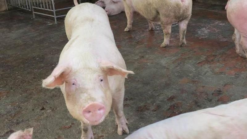 立院初審　散播動物傳染病謠言罰百萬