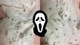 蚊子,冬眠,滅蚊燈,電蚊拍(爆廢公社)