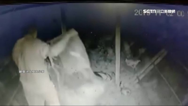 雞偷一半見監視器　他秒放雞遮臉走人