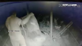 雞偷一半見監視器　他秒放雞遮臉走人