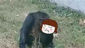黑猩猩,大陸,安徽,合肥,越獄,飛踢,無影腳,抽煙,遊客,素質,門票,工作人員,動物,寵物　圖／翻攝自YouTube