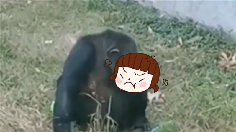 黑猩猩越獄、抽菸！管理員解釋惹怒網