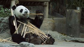 熊貓,動物園,工讀生,演員(翻攝自Pixabay)