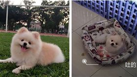 公博美養一年孕吐　獸醫驚吐牠懷孕了（圖／翻攝自爆系知識家）