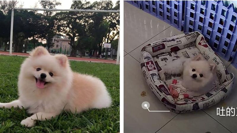 公博美養一年孕吐　獸醫驚吐牠懷孕了