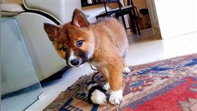 澳洲維多利亞州一名女子於今年8月時，在住家後院意外發現一隻動物，起初以為是狗或狐狸，沒想到DNA檢測結果出爐，眼前這隻可愛的小動物竟為澳洲特有種「野犬」（dingo）。（圖／wandi_dingo授權提供）