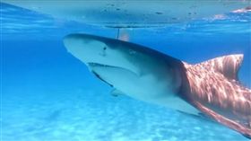 鯊魚,網紅,youtuber,滴血,牛血,美國。(圖/翻攝自YOUTUBE)