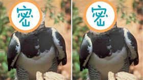 驚見巨鵰！「巴拿馬國鳥」竟比人還高 
角鵰,哈比鷹