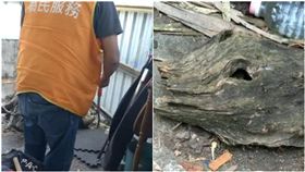 眼鏡蛇,打蛇,保育動物,自衛（圖／翻攝自爆廢公開）