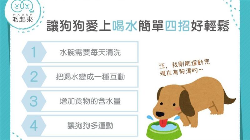 狗狗愛玩水不喝水？4招讓狗狗多喝水