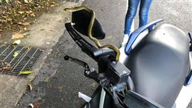 機車,蛇,南蛇,小扁,魔法阿嬤（圖／翻攝自報廢二館）