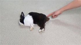 萌兔便便（圖／翻攝gamaniak推特）