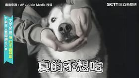 不想吃藥！　人狗耐力攻防戰　主人餵藥汪星人見招拆招