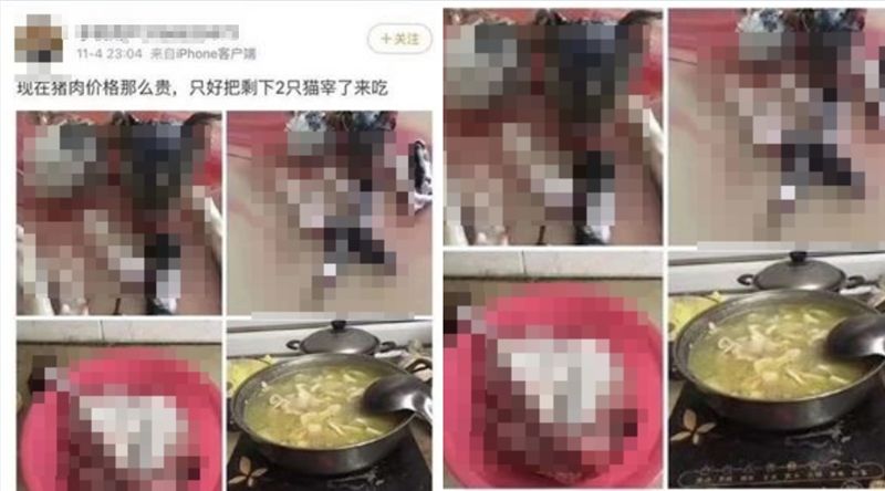 怨豬肉太貴！陸男宰2貓燉湯再煮狗肉