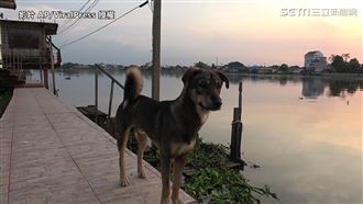 落水與主人走散　泰國汪傻坐碼頭苦等