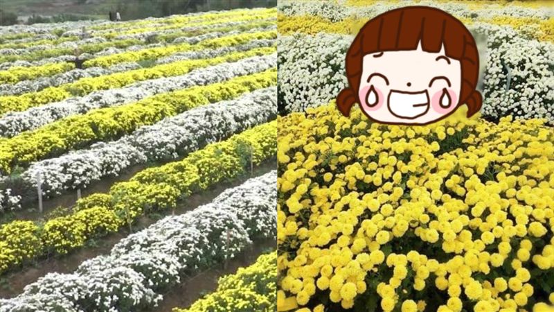 他賞菊開心打卡　一看成果…秒變臉