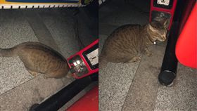 貓,罐罐,收編,項圈(翻攝自Dcard)