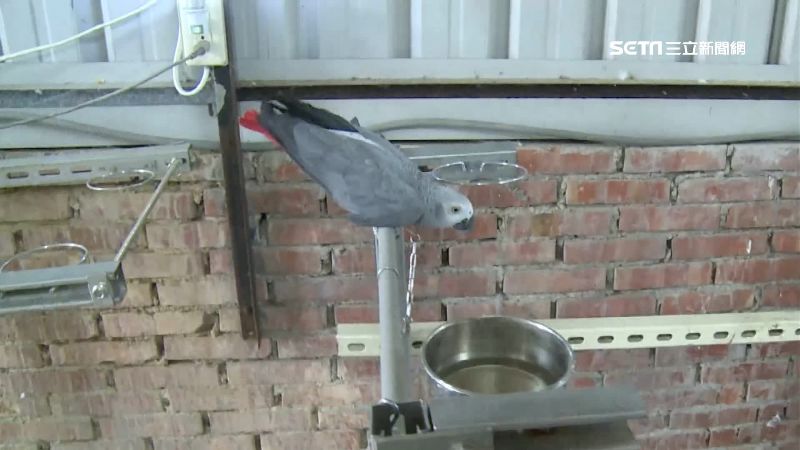 他偷鸚鵡被監視器拍…憂再入牢跪求饒