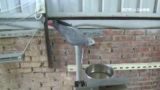 他偷鸚鵡被監視器拍…憂再入牢跪求饒