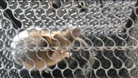 老鼠,捕鼠籠,放生,報恩(翻攝自Dcard)