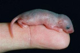 老鼠寶寶,三吱,乳鼠,料理,禁菜