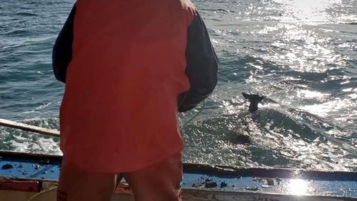出海捕龍蝦！海中撈出一隻漂浮「鹿」