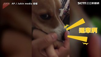 愛吃醋柯基森77！ 不準爸媽曬恩愛