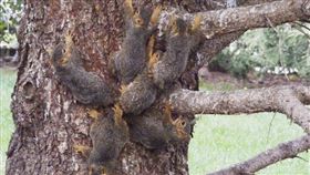 美國,樹液,動物,松鼠,寶寶,尾巴
https://twitter.com/search?q=Craig%20Luttman&src=typed_query&f=image