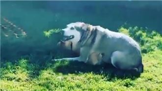 慘被二哈壓制！小「基」腿掙扎超爆笑