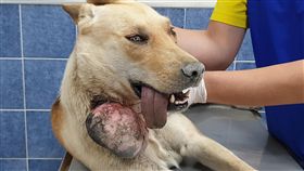 流浪犬頸掛大腫瘤  動保團體營救送醫台灣動物緊急救援小組獲報高雄茄萣區有一隻流浪犬頸掛一顆大腫瘤，7日前往營救送醫，8日安排手術切除，獸醫師研判應是頸圈長期磨擦刺激導致組織病變。（台灣動物緊急救援小組提供）中央社記者陳朝福傳真  108年11月8日