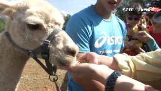 羊駝近距離餵食秀　超萌梅花鹿將登場