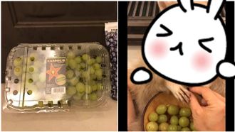 好市多綠葡萄開箱！網一見「牠」融化