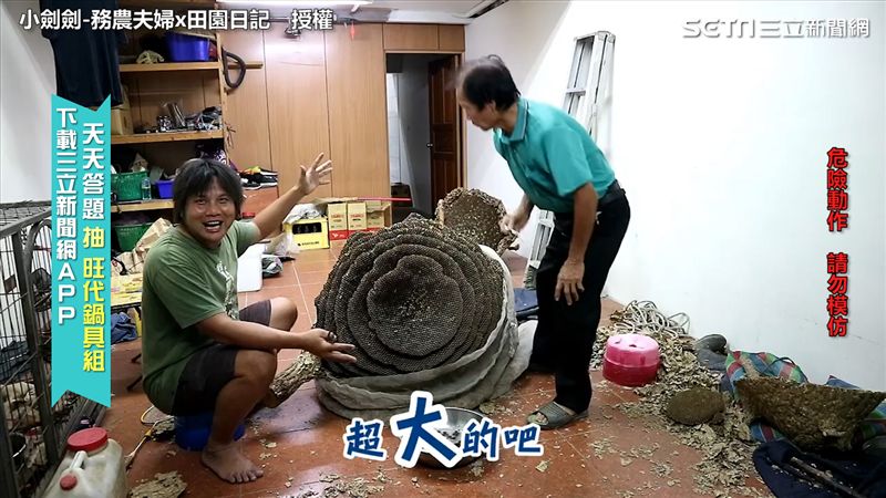 父子聯手處理蜂窩　生吞蜂蛹驚呆網