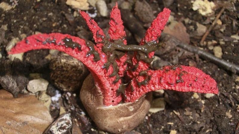 絕跡20年！草叢驚見腐臭「紅異形」