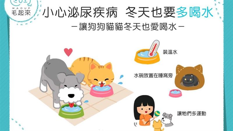 小心泌尿疾病！3個撇步讓汪喵愛喝水