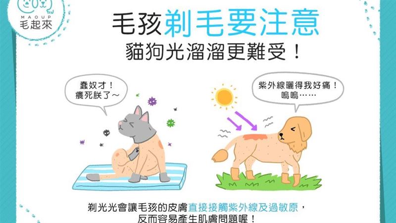 把毛剃光才涼爽？貓狗光溜溜更難受！