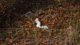 （萬聖節還沒過！雪白「鬼」松鼠神秘出沒　專家興奮曝超罕見）
松鼠,白化症,蘇格蘭,野生動物
（圖／翻攝自Landward臉書）
https://www.facebook.com/bbclandward/posts/2506071306292656
