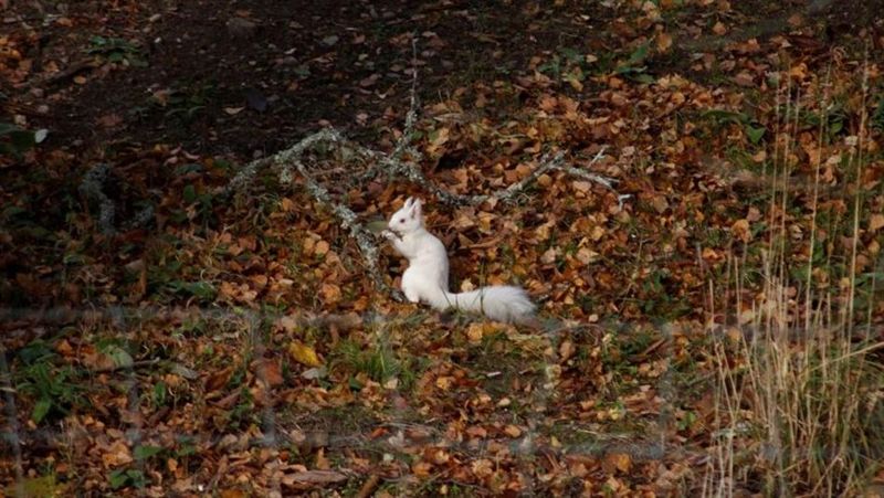 雪白「鬼松鼠」出沒　專家興奮揭真相