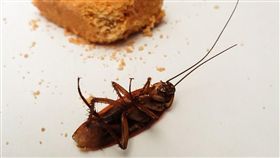 比蟑螂藥有效！他曝「最強殺蟑大絕」：再也沒看過了～
圖／翻攝自pixabay