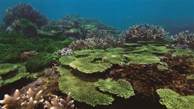 澎湖海域漁權限縮　海管處：無新增限制澎湖南方四島國家公園海域傳出限縮漁權問題，海管處8日聲明指出，僅是「宣導既有規定」並無新增限制事項。圖為海域保育成果。（海管處提供）中央社  108年11月8日