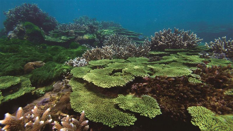 澎湖南方四島種原庫　漁權採捕限制
