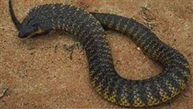 澳洲,遛狗,虎蛇,劇毒。(圖/翻攝自Louise Mahler臉書)