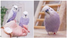 「芋香鮮奶」鸚鵡，虎皮鸚鵡，翻攝自IG：_akipooh_