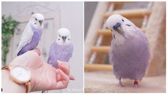 「芋香鮮奶」鸚鵡暴紅　芋頭控都餓了