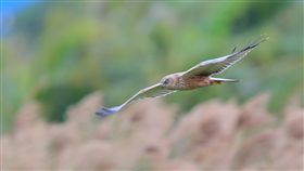 墾丁龍鑾潭迎稀客　首度確認西方澤鵟造訪台灣遠方稀客西方澤鵟最近造訪恆春半島墾丁龍鑾潭，屏東縣野鳥學會9日表示，這是台灣有史以來首筆確認的西方澤鵟紀錄。（吳嘉錕提供）中央社記者郭芷瑄傳真　108年11月9日